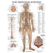 The Nervous System Anatomical Chart Other