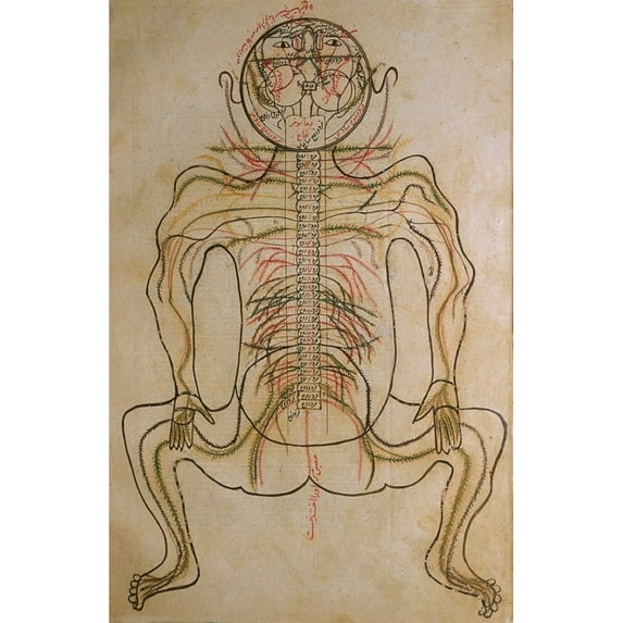 The Nervous System History (24 x 36)