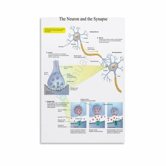 The Neuron And The Synapse Art Poster Classroom Education (5) Canvas Painting Posters And Prints Wall Art for Living Room Bedroom Decor poster