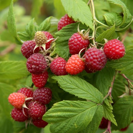 The Old Farmer's Almanac Brandywine Raspberry Bare Roots for Planting, Non-GMO (Bag of 2)