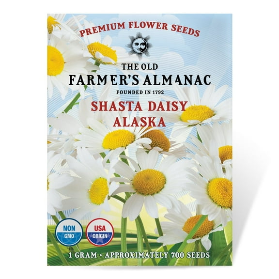 The Old Farmer's Almanac Shasta Alaska Daisy Seeds - Premium Non-GMO, Open Pollinated, Flower Seeds - 1 Gram