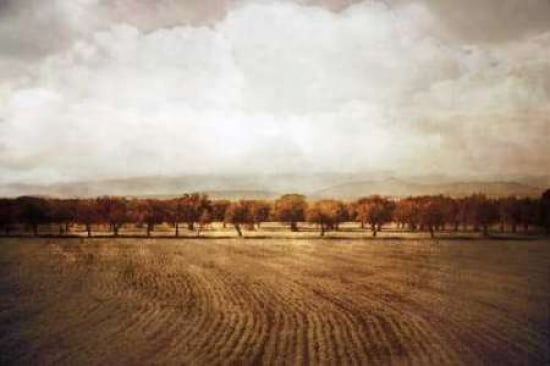 The Olive Grove Canvas Art - Heather Jacks (12 x 18)