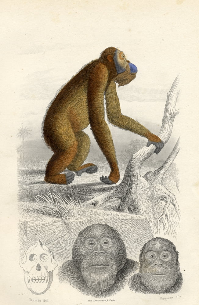 The Orang-Utan Canvas Art - Ken Welsh Design Pics (12 x 18)