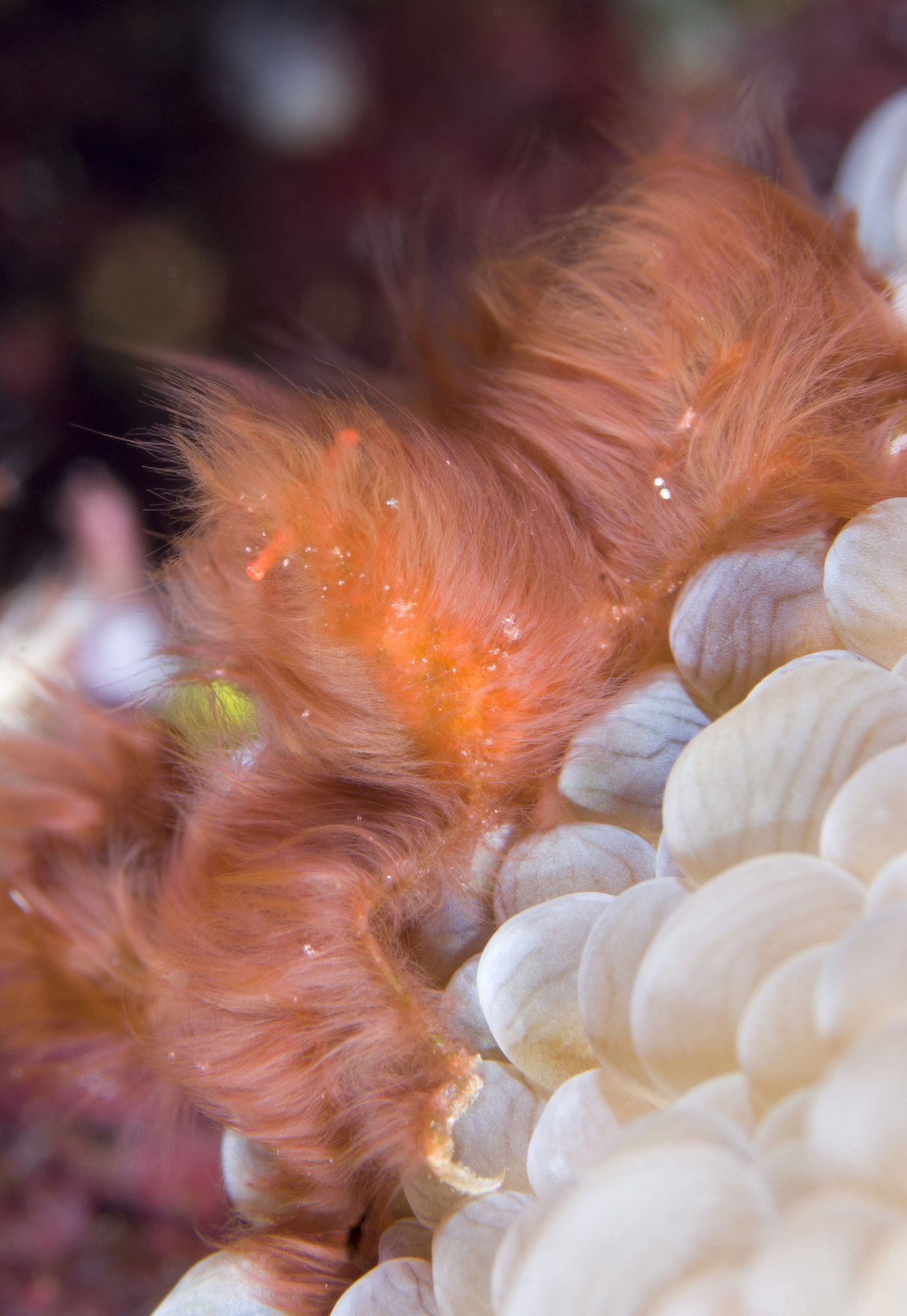 The Orang-utan decorator crab sitting on coral Solomons Canvas Art - Steve JonesStocktrek Images (12 x 17)