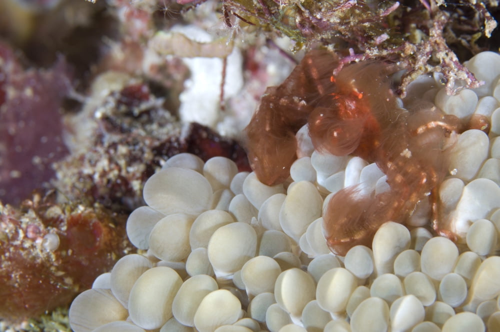 The Orang-utan decorator crab sitting on coral Solomons Canvas Art - Steve JonesStocktrek Images (18 x 12)