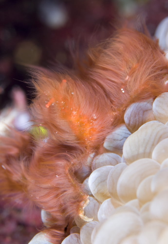 The Orang-utan decorator crab sitting on coral Solomons Canvas Art - Steve JonesStocktrek Images (24 x 34)