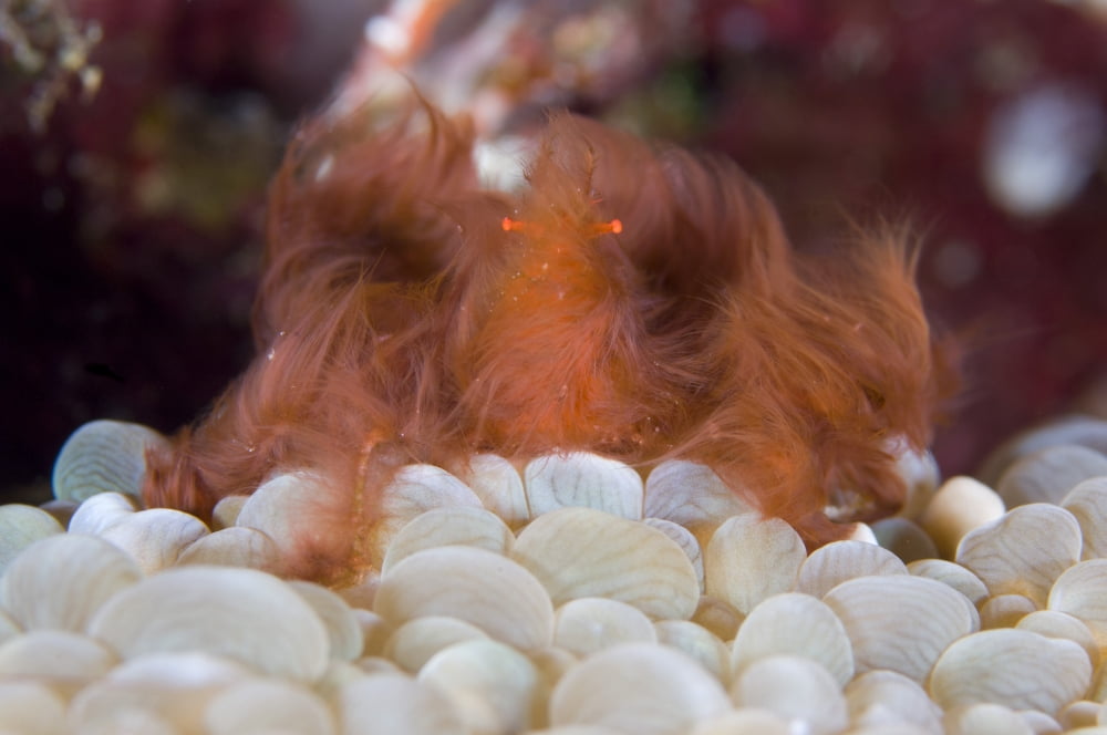 The Orang-utan decorator crab sitting on coral Solomons Canvas Art - Steve JonesStocktrek Images (35 x 23)