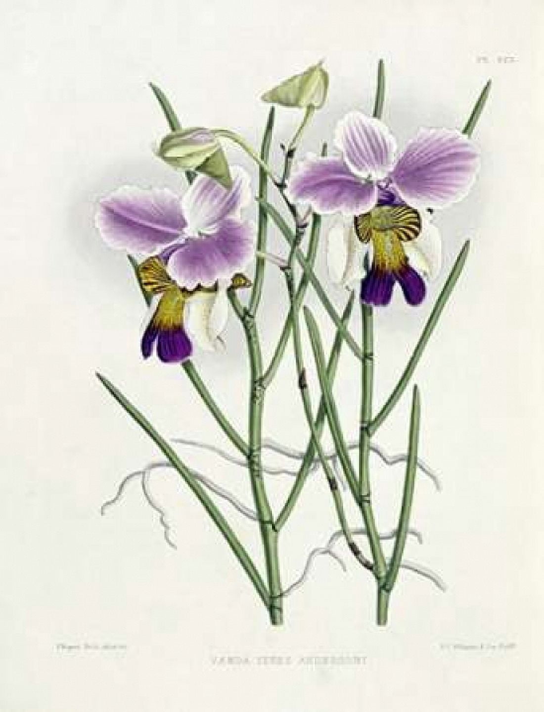 The Orchid Album Plate 475 Canvas Art - Robert Warner (22 x 28)