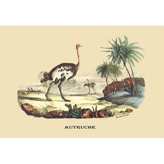The Ostrich, a fast flightless bird. Poster Print by E. F. Noel (24 x 36)