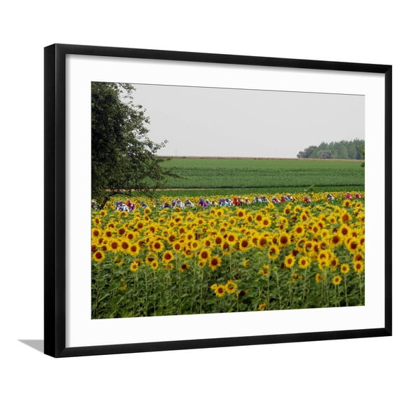 Art.com The Pack Rides Past a Sunflower Field During the Sixth Stage of the Tour De France Photographic Print, Black Frame Wall Art, 29" x 23"