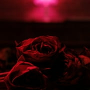 The Paper Kites - Roses - Music & Performance - Vinyl