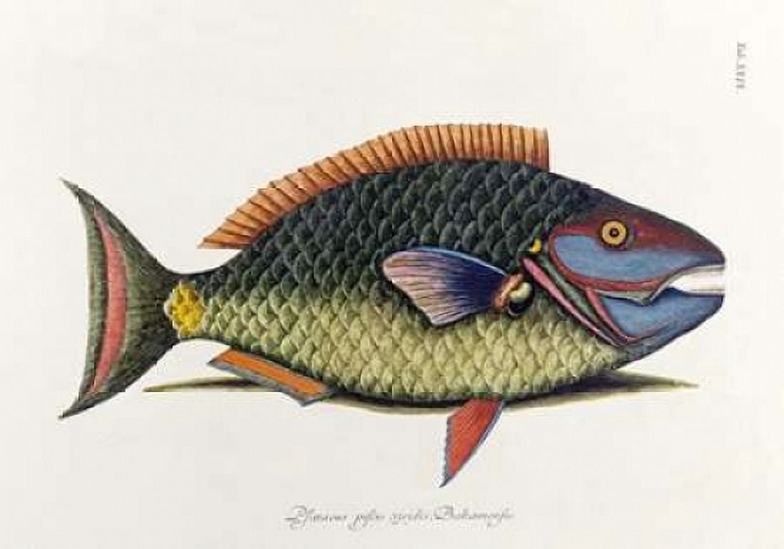 The Parrot Fish Canvas Art - Mark Catesby (20 x 28)