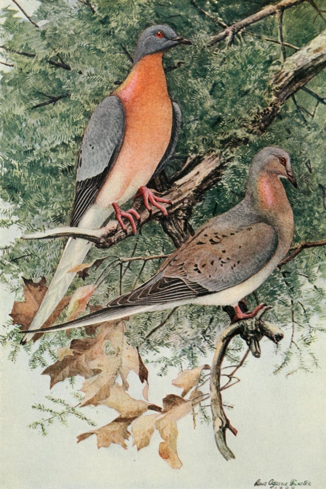 The Passenger Pigeon 1907 Passenger Pigeon Canvas Art - LA Fuertes (24 x 36)