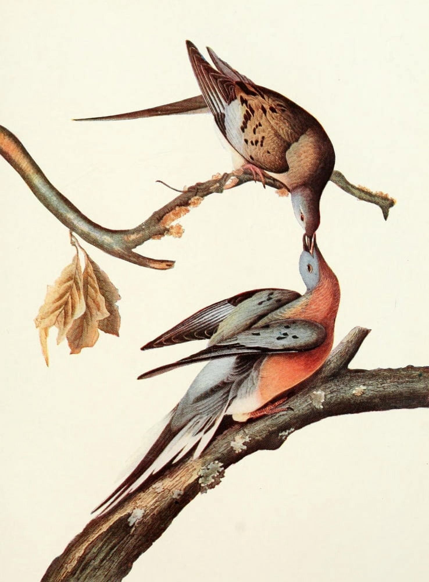 The Passenger Pigeon 1907 Passenger Pigeon feeding Canvas Art - LA Fuertes (18 x 24)