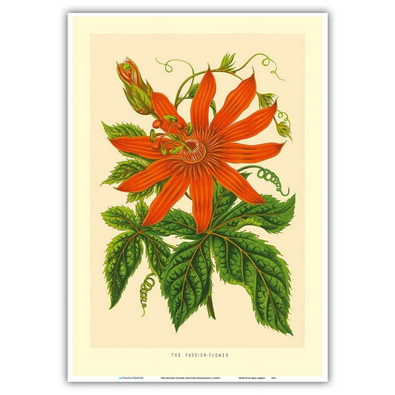 The Passion Flower (Tacsonia buchanani) - Passiflora Vitifolia - Vintage Botanical Illustration c.1930’s - Master Art Print 10in x 14in