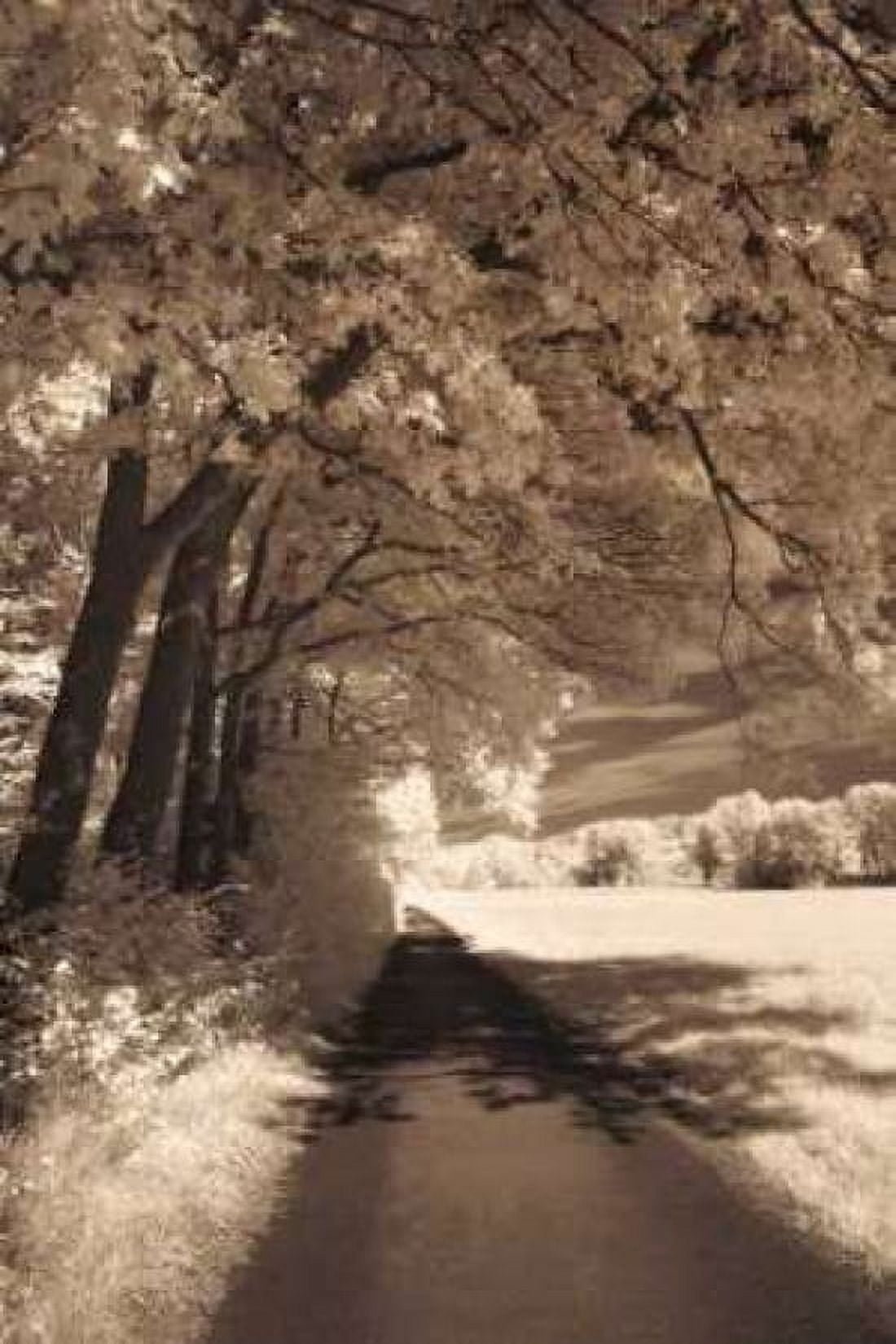 The Path Ahead Canvas Art - Ily Szilagyi (24 x 36)