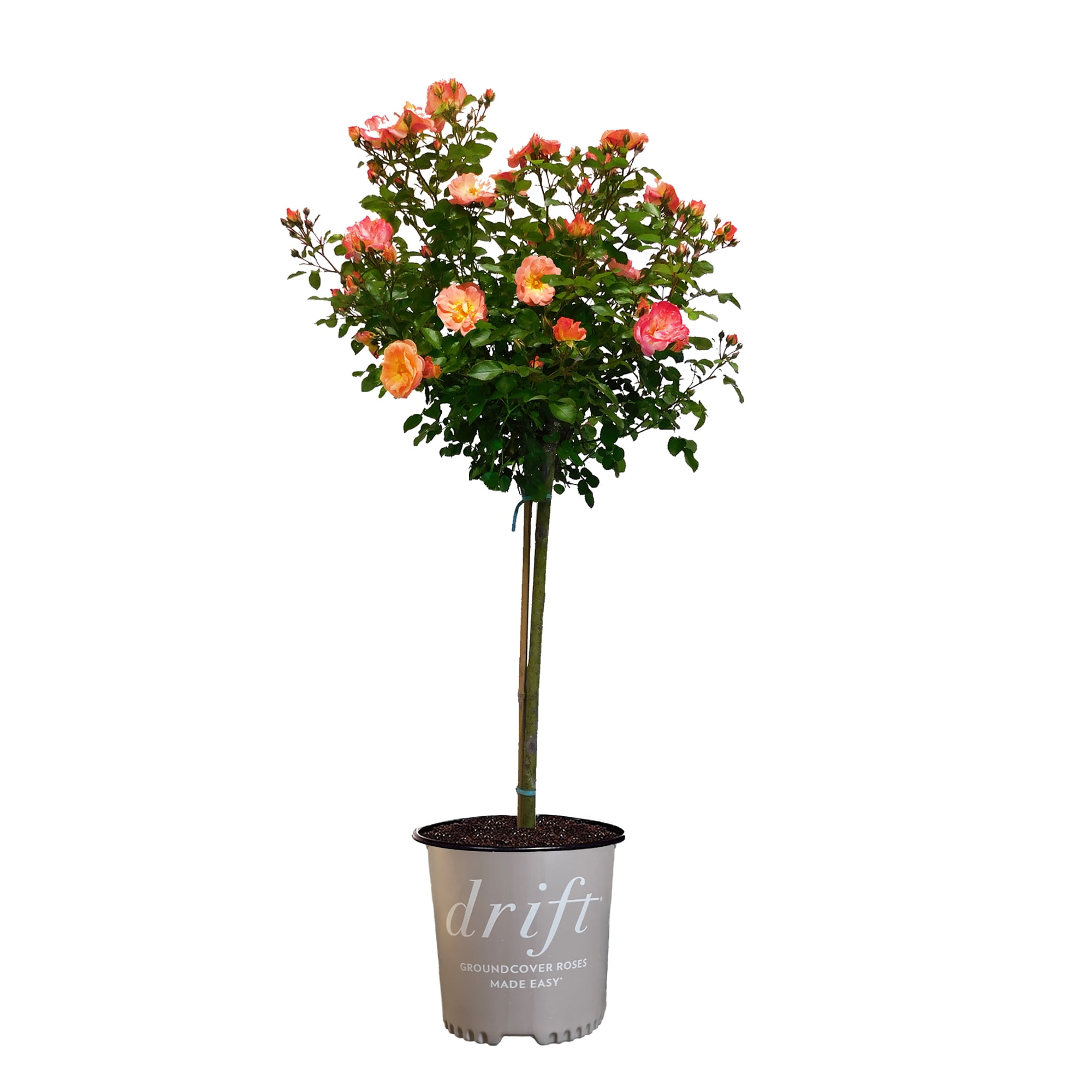 The Peach Drift Rose Tree Form Live Shrubs with Pink-Orange Flowers (3 Gallon)