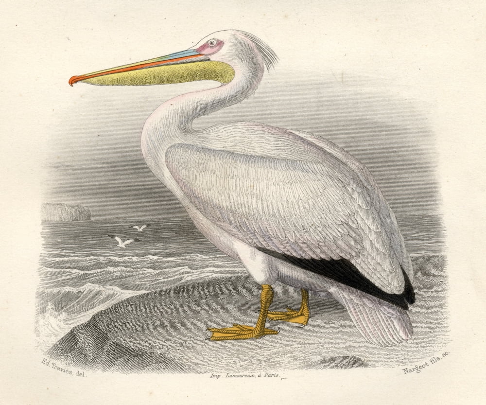 The Pelican Drawn By Edouard Travies Engraved By Nargeot And Sons Canvas Art - Ken Welsh Design Pics (32 x 26)