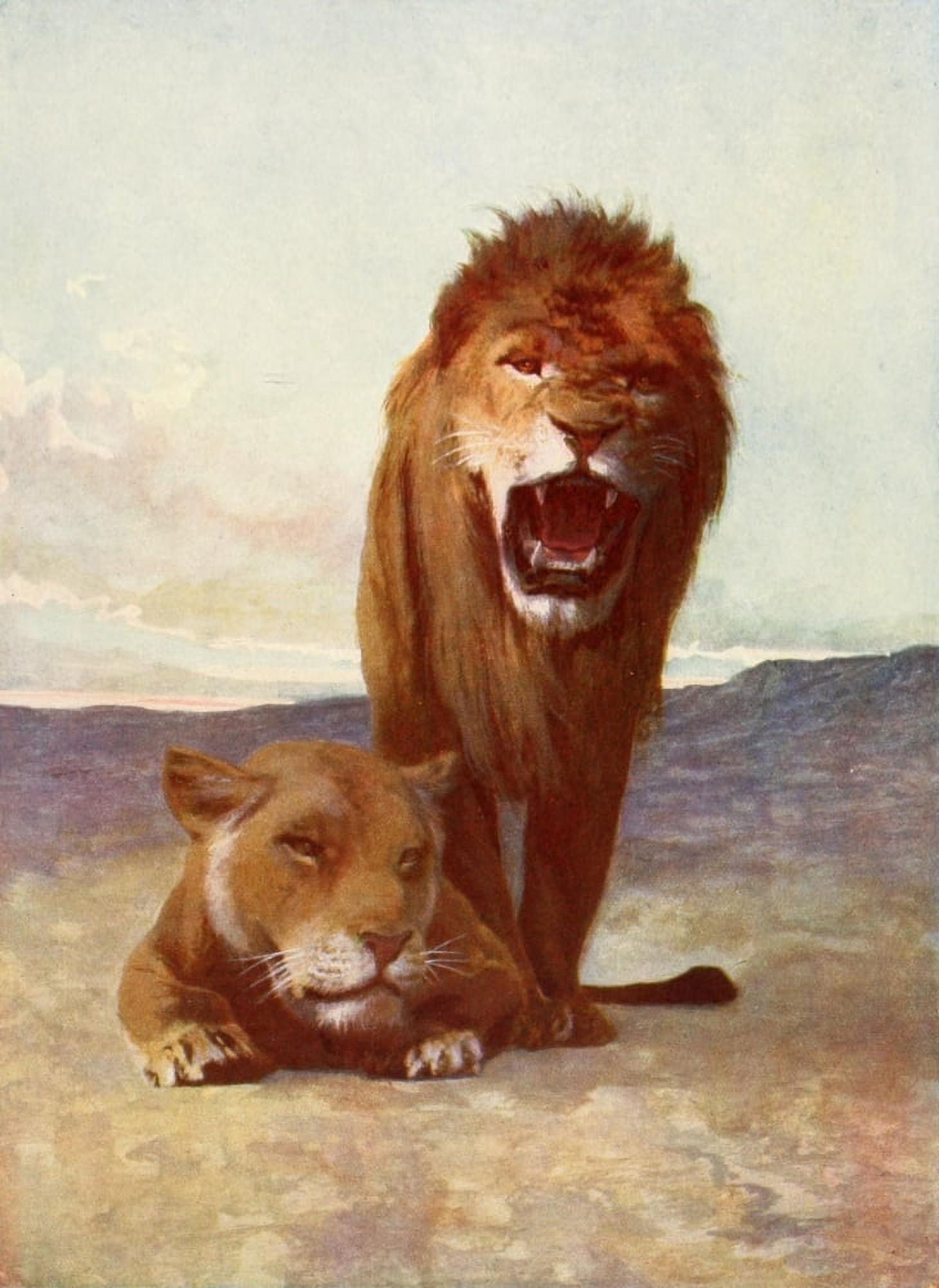The Peoples Natural History 1903 African lion and lioness Canvas Art - Unknown (18 x 24)