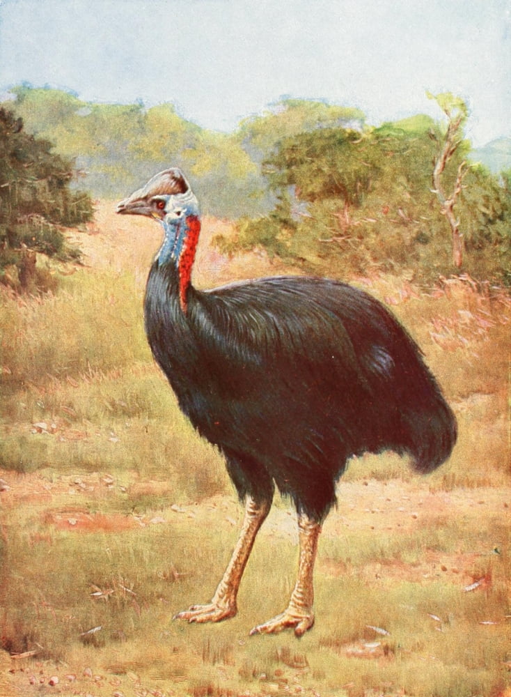The Peoples Natural History 1903 Casowary Canvas Art - Unknown (18 x 24)