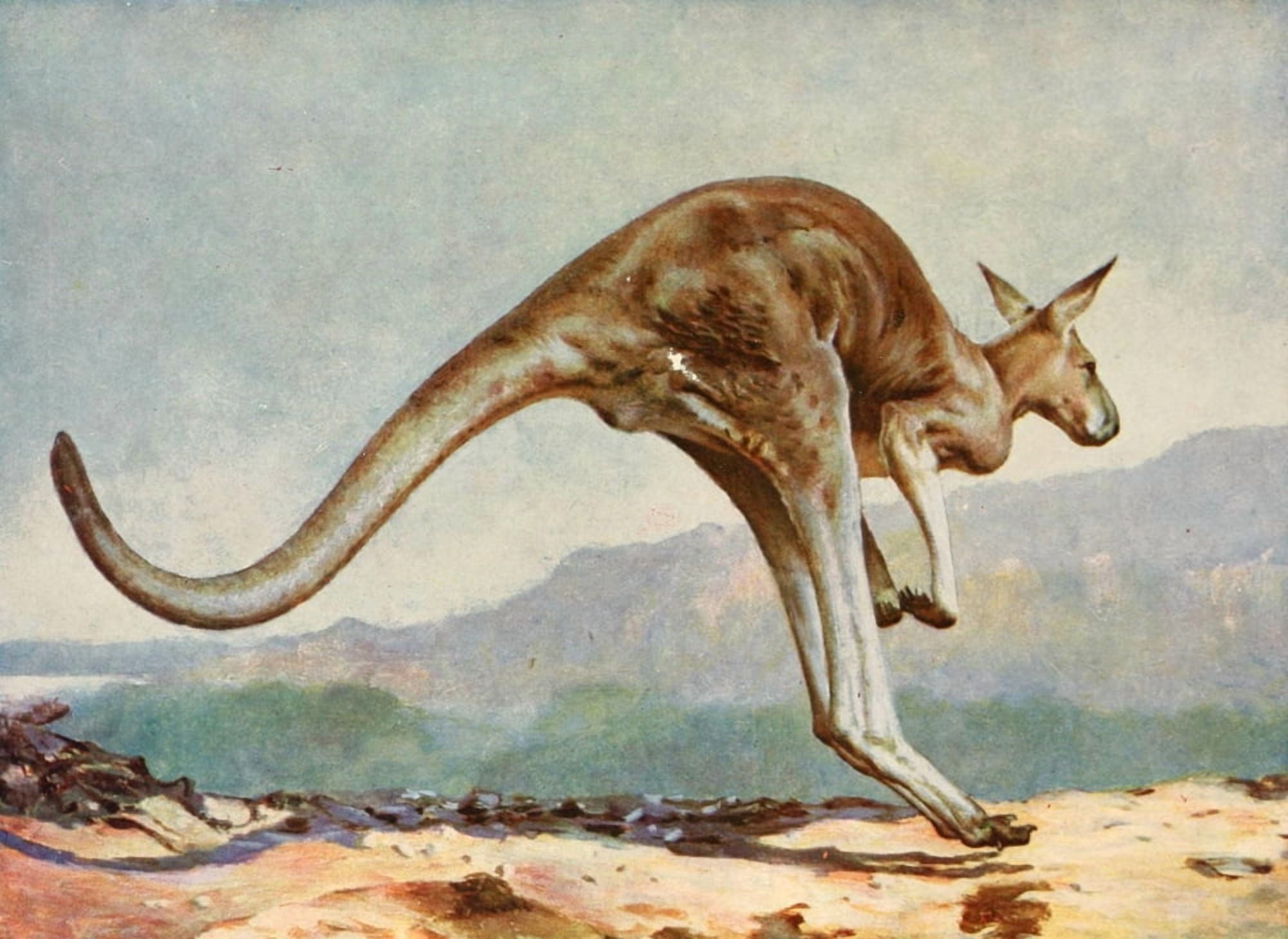 The Peoples Natural History 1903 Kangaroo leaping Canvas Art - Unknown (18 x 24)
