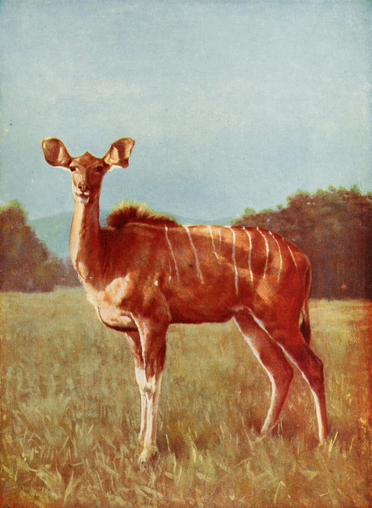 The Peoples Natural History 1903 Kudo (female) Canvas Art - Unknown (18 x 24)