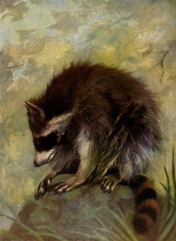 The Peoples Natural History 1903 Racoon Canvas Art - Unknown (18 x 24)