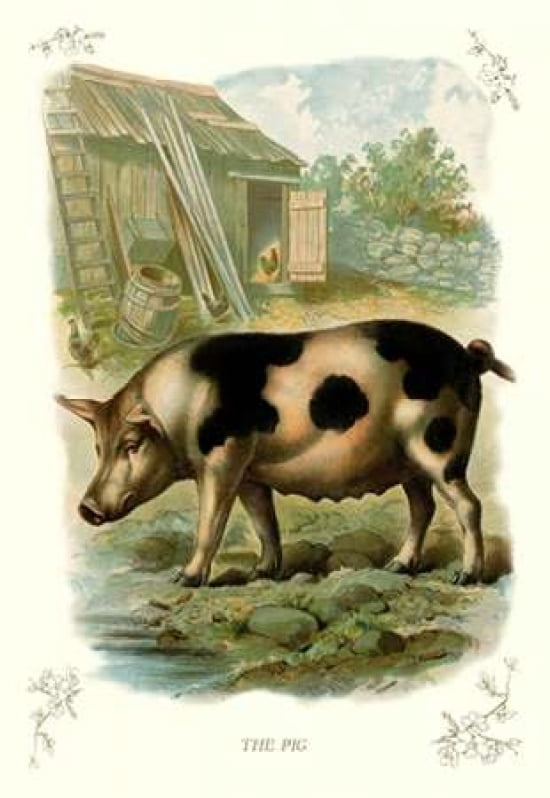 The Pig 1900 Canvas Art - Unknown (24 x 36)