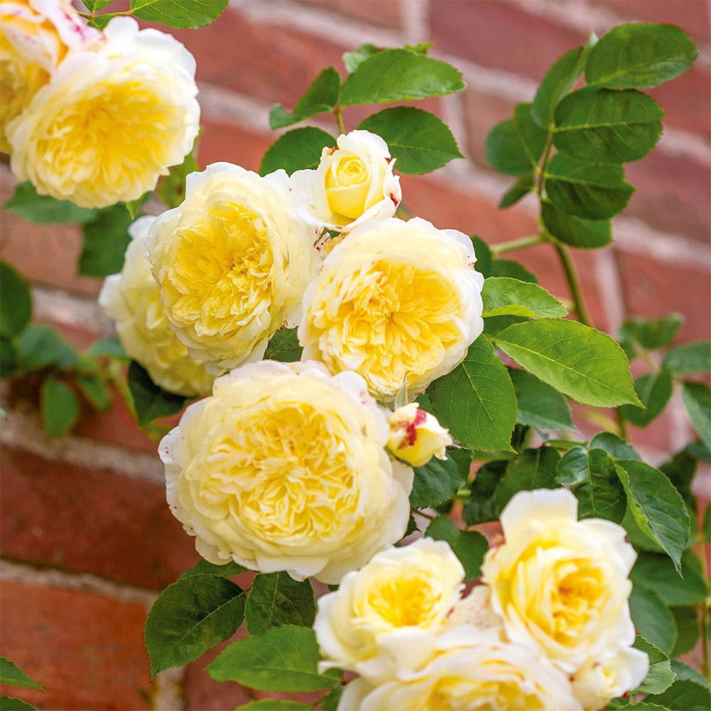 The Pilgrim® David Austin Rose by Heirloom Roses - Climbing Roses Live Plants For Planting Outdoors