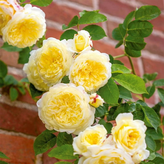 The Pilgrim David Austin Rose by Heirloom Roses - Climbing Roses Live Plants For Planting Outdoors