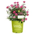 thumbnail image 1 of The Pink Double Knock Out® Rose Live Shrubs with Bright Bubblegum Pink Blooms 3 Gallon, 1 of 12