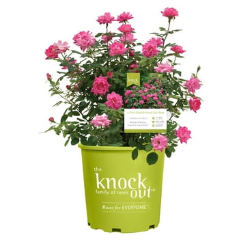 The Pink Double Knock Out®  Rose Live Shrubs with Pink Blooms and Rich Green Foliage (2 Gallon)