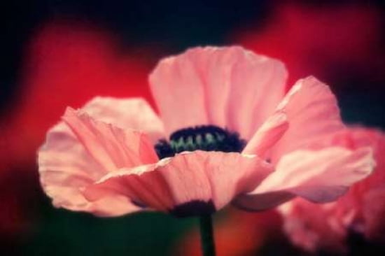 The Pink Poppies Canvas Art - Roberta Murray (12 x 18)