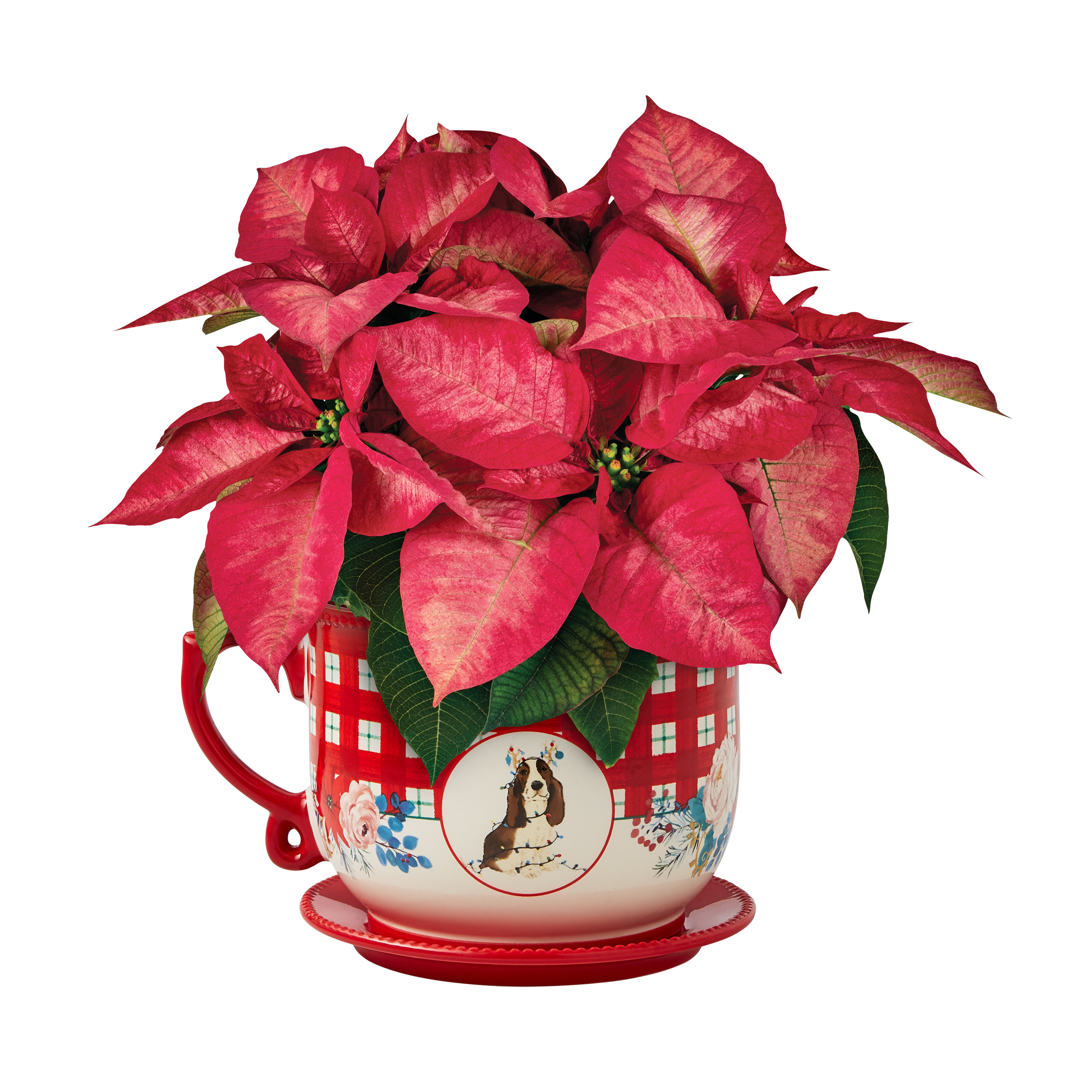 The Pioneer Woman Dark Pink Poinsettia Live Plant in 6" Mug Planter - image 1 of 9