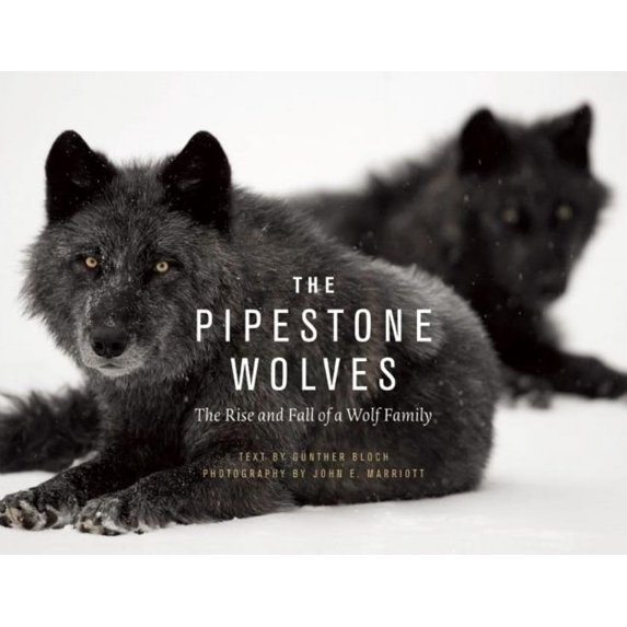 The Pipestone Wolves (Hardcover)