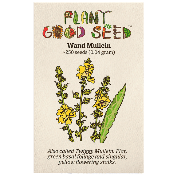 The Plant Good Seed Wand Mullein Flower Seeds - 250 Seeds, Light Needs: Full Sun, Garden & Patio