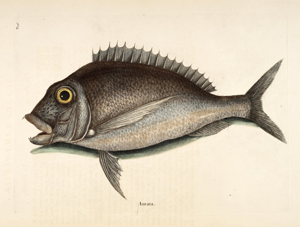 The Porgy Canvas Art - Mark Catesby (18 x 24)