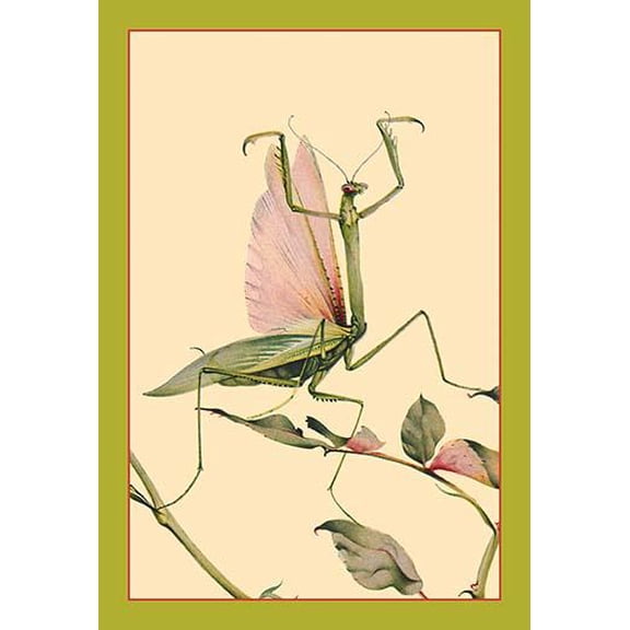 The Praying Mantis-Fine Art Canvas Print (20" x 30")