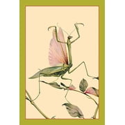 The Praying Mantis-Fine Art Canvas Print 20 x 30