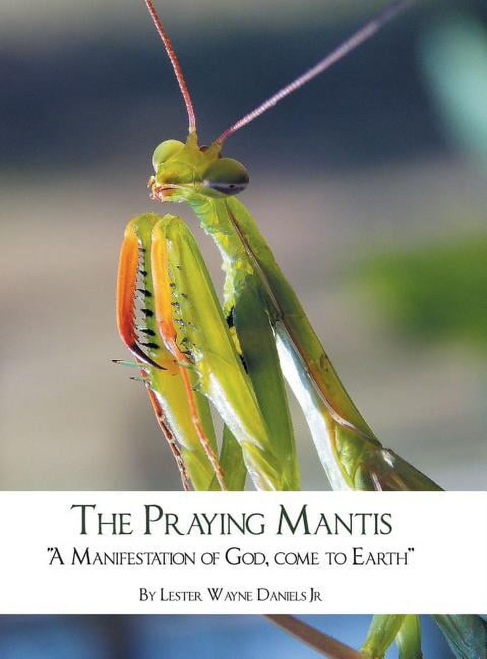 アビソ プレイング・マンティス5’4″ AVISO　PRAYING MANTIS アビソ プレイング・マンティス5'4″ AVISO PRAYING MANTIS Japan