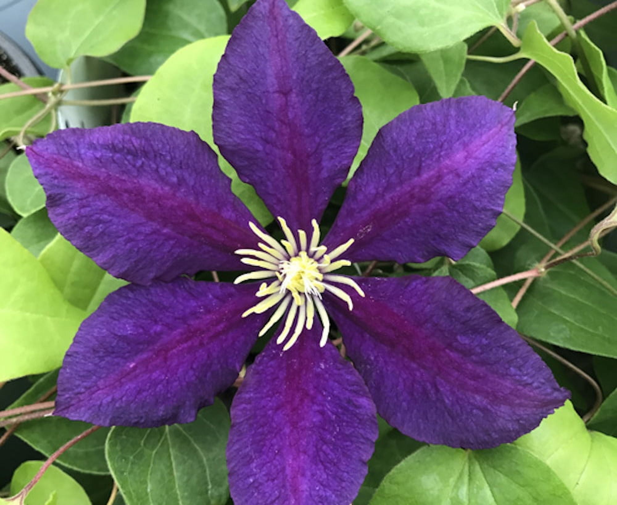 HIRT'S GARDENS The President Clematis Vine - Deep Purple - 2.5" Pot