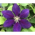 thumbnail image 1 of The President Clematis Vine - Deep Purple - 2.5" Pot, 1 of 4