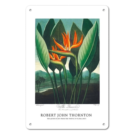 The Queen Flower (Bird of Paradise) - from the Temple of Flora - Vintage Botanical Illustration by Robert John Thornton c.1807 - 8 x 12 inch Vintage Metal Tin Sign