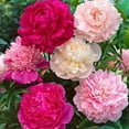 thumbnail image 1 of The Queen Of Flowers—Double Petaled Piani, Lightenous Peonies Flower, 30/50/100/200/500pcs Mixed Color All Seasons(500PCS), 1 of 8