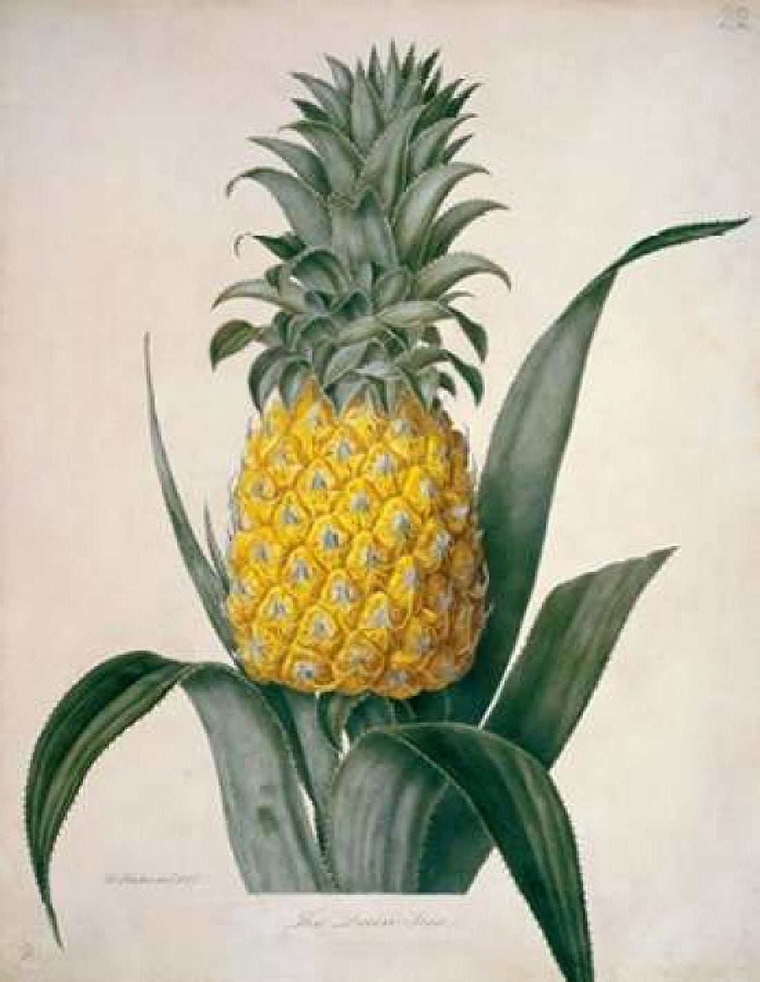 The Queen Pineapple Canvas Art - William Hooker (22 x 28)