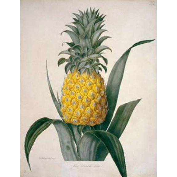 The Queen Pineapple Canvas Art - William Hooker (22 x 28)