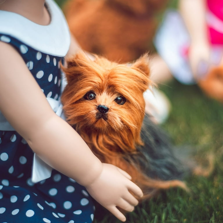 Baby doll top teacup yorkies