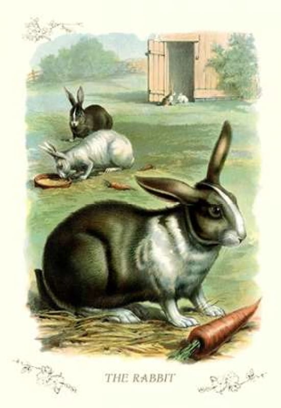 The Rabbit 1900 Canvas Art - Unknown (12 x 18)