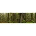 thumbnail image 1 of The Rainforest In Pacific Rim National Park;Vancouver Island British Columbia Canada Poster Print (44 x 13), 1 of 1
