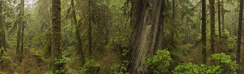 The Rainforest In Pacific Rim National ParkVancouver Island British Columbia Canada Canvas Art - Robert Postma Design Pics (44 x 13)